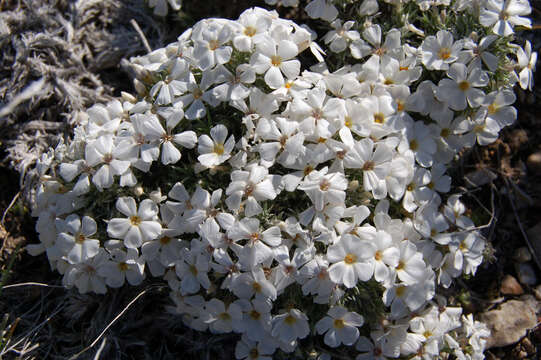 Image of carpet phlox