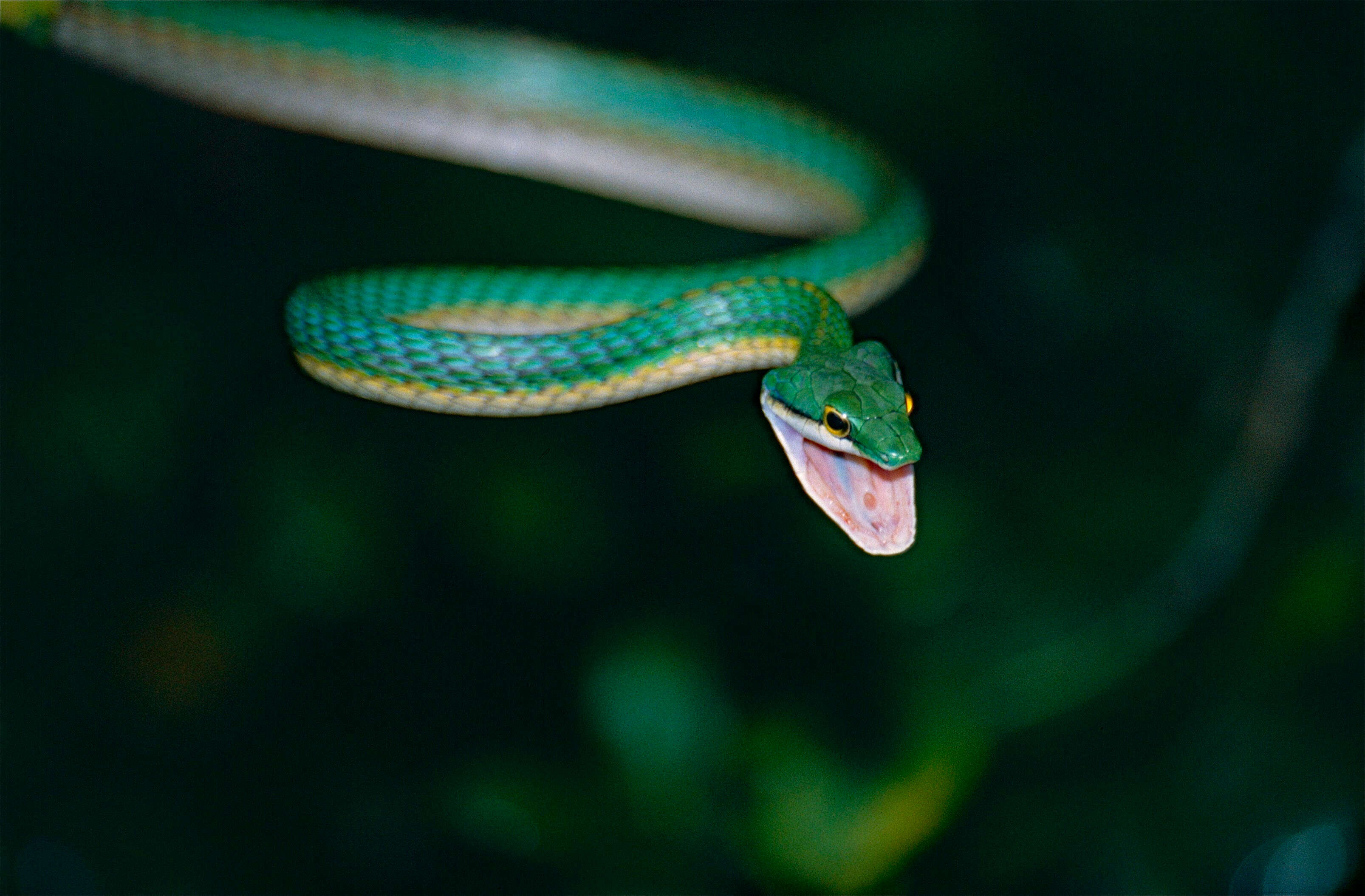 Image of Irregular Green Snake