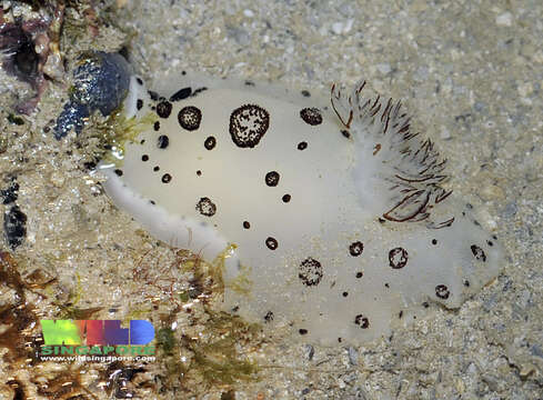 Image of Snoopy black spot white slug