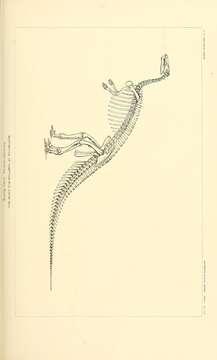 Image of Camptosaurus Marsh 1885