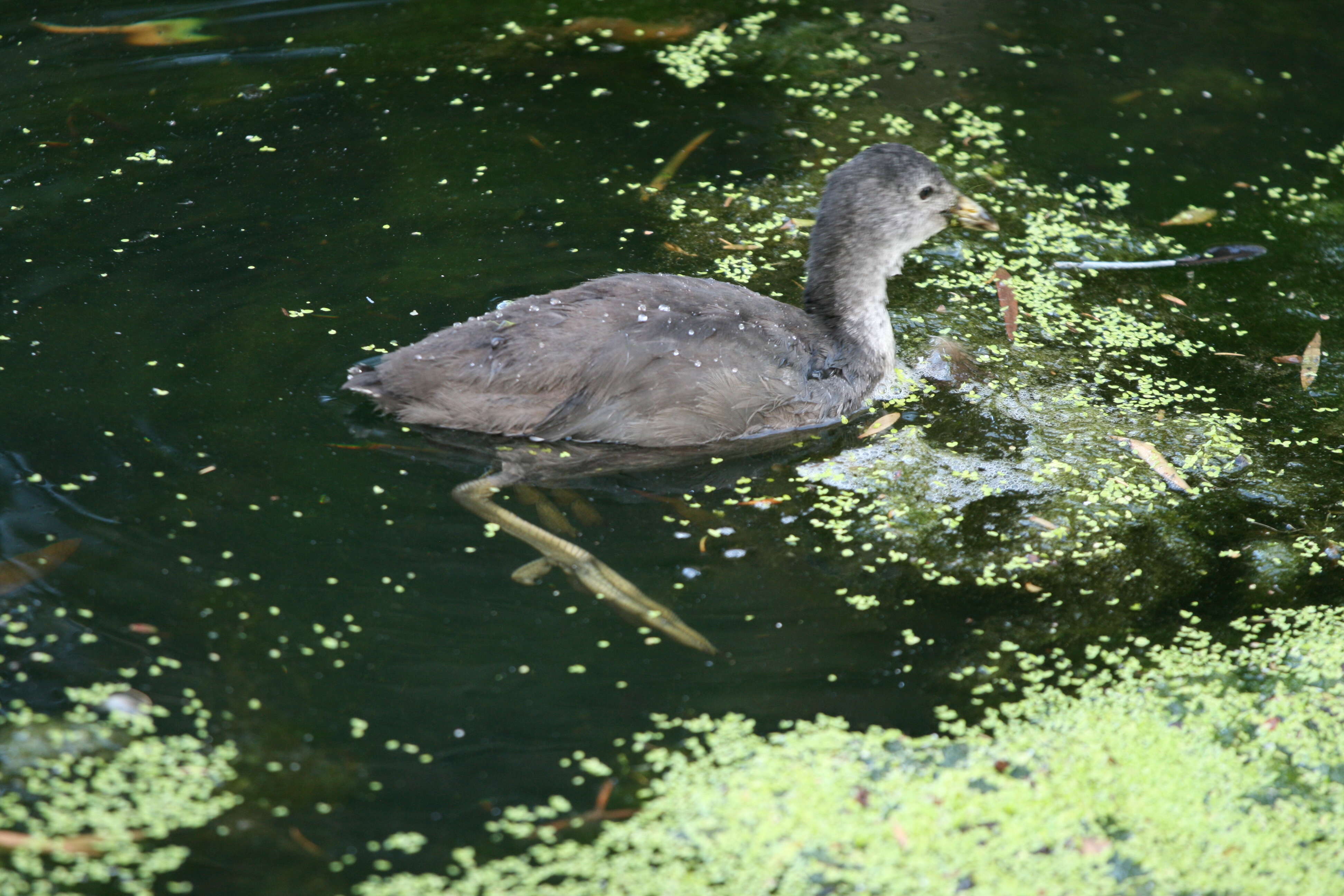 Plancia ëd Gallinula Brisson 1760