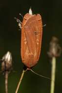 Image of Large Yellow Underwing