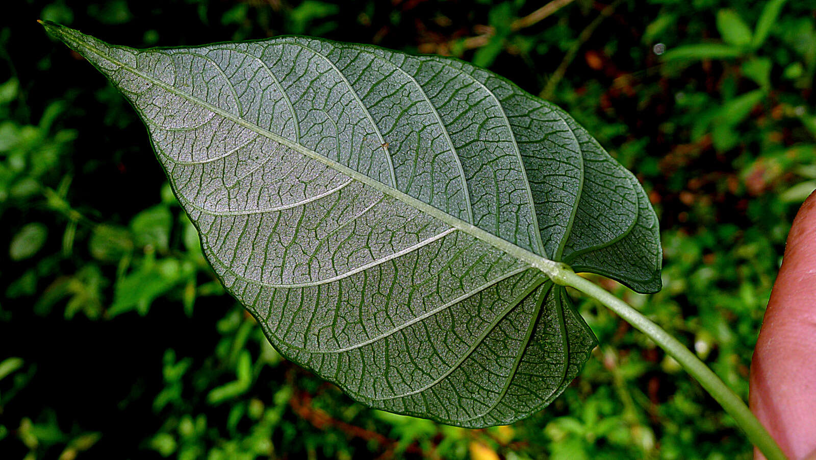 Plancia ëd Ipomoea batatoides Choisy