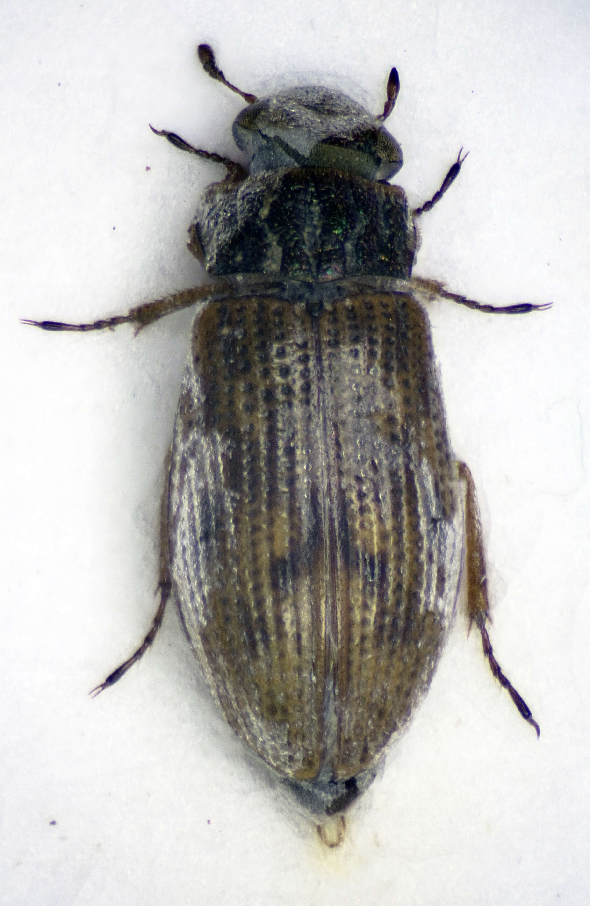 Image of Helophorus (Rhopalohelophorus) brevipalpis Bedel 1881