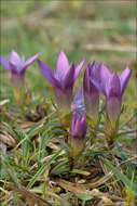 Image of dwarf gentian