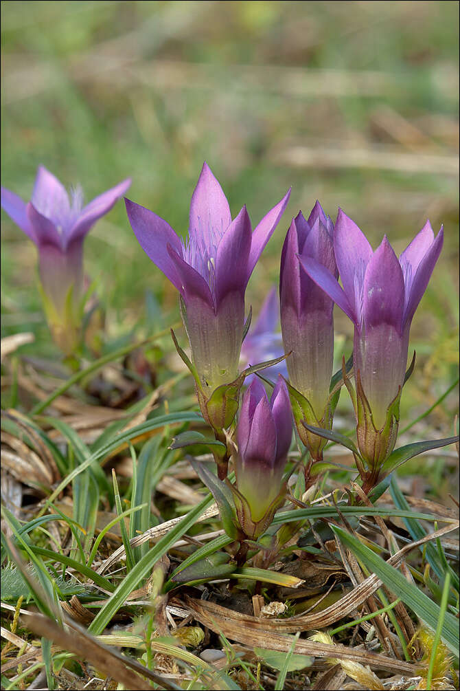 Image of dwarf gentian