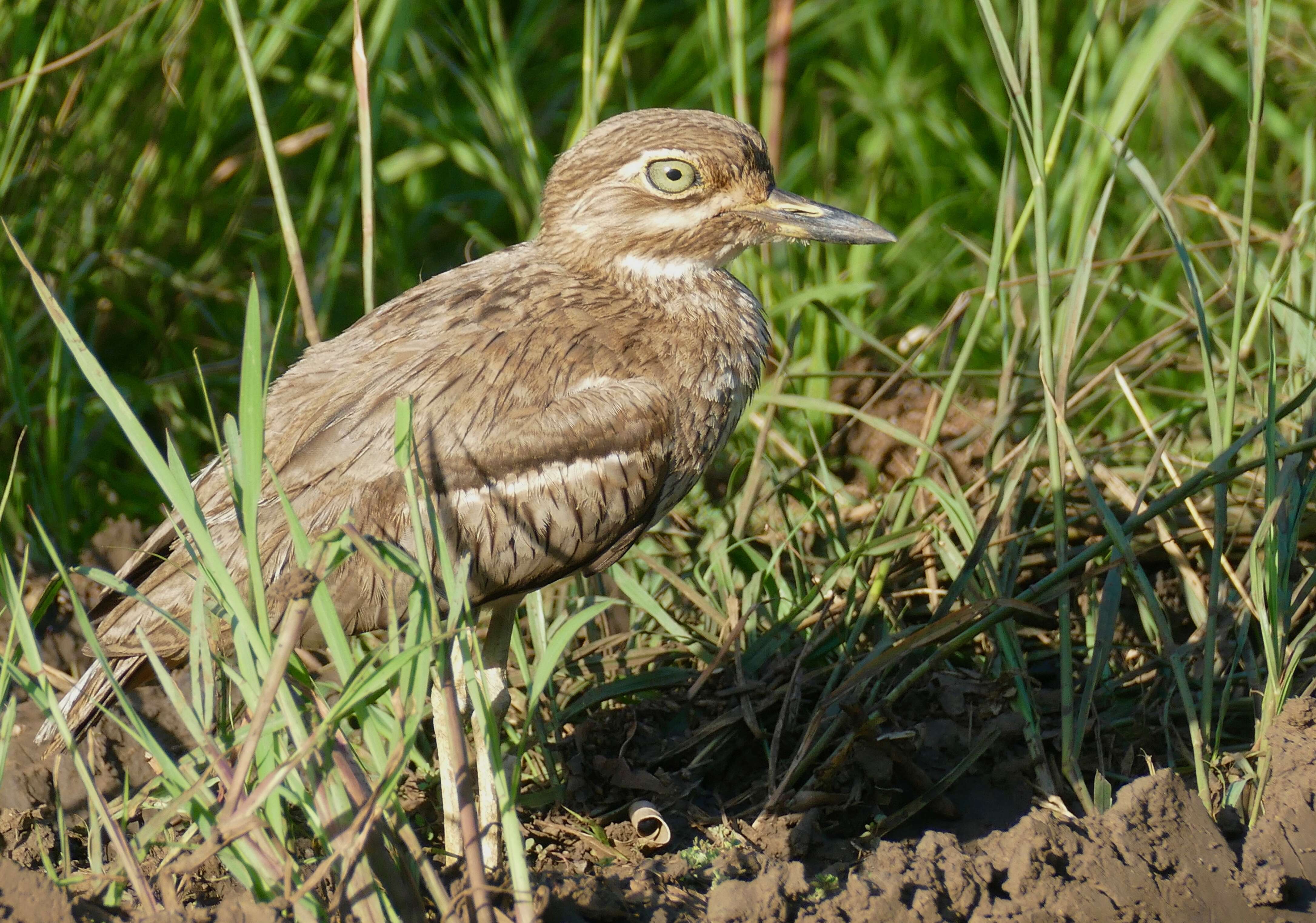 Image of Water Dikkop