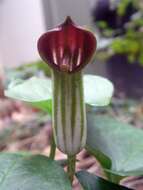 Imagem de Arisarum