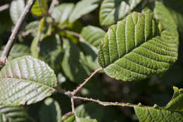 Image of Andean Alder