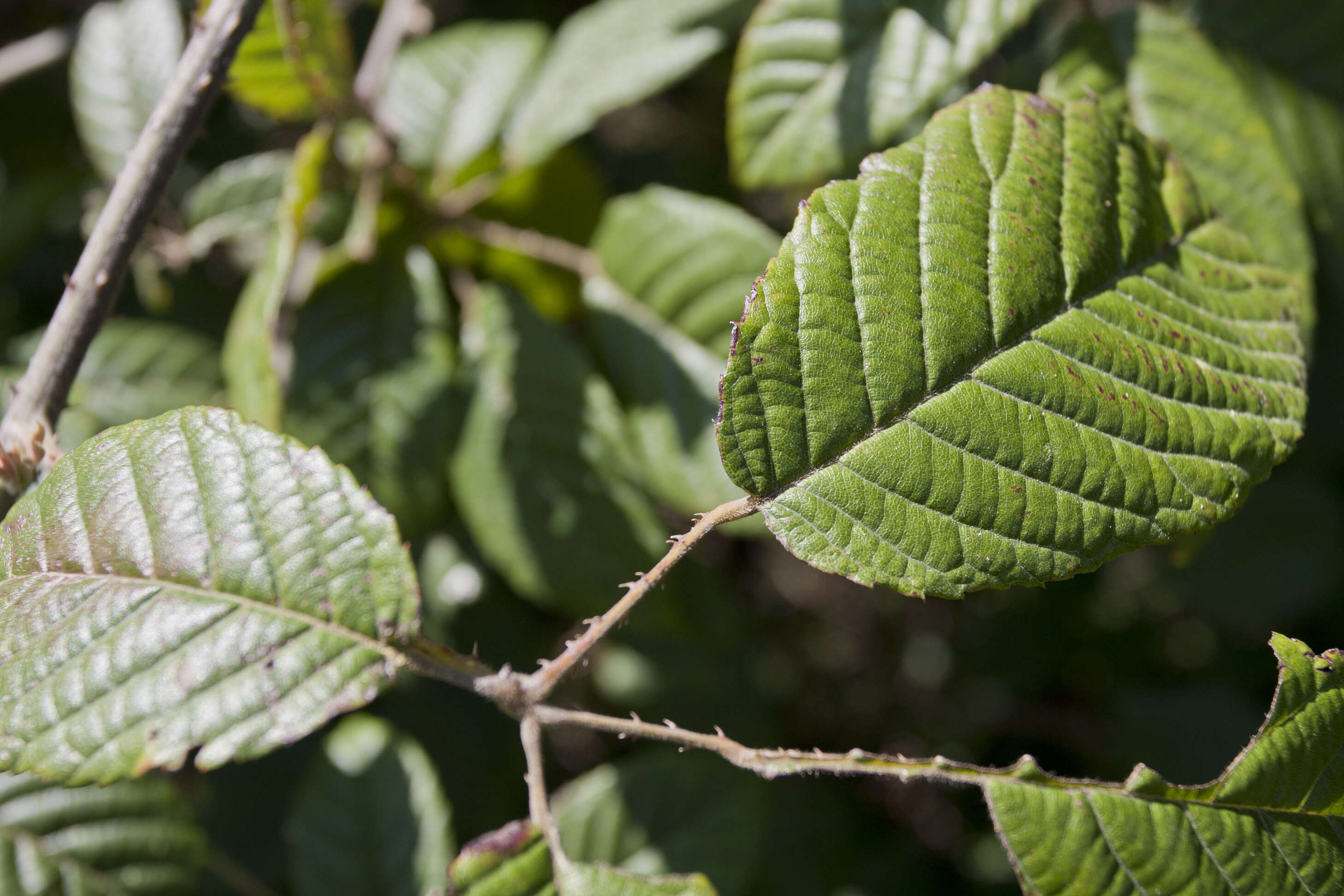 صورة Alnus acuminata Kunth