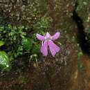 Image of Impatiens acaulis Arn.