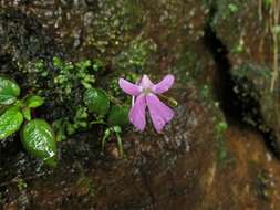 Impatiens acaulis Arn. resmi