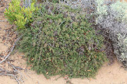 Image of Eutaxia microphylla var. microphylla