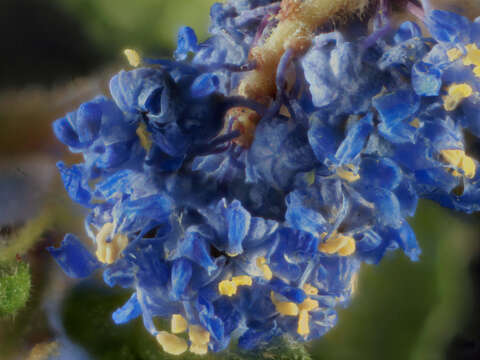 Image of wavyleaf buckbrush