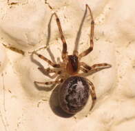 Image of Missing Sector Orb Web Spider