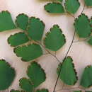 Image of fan maidenhair