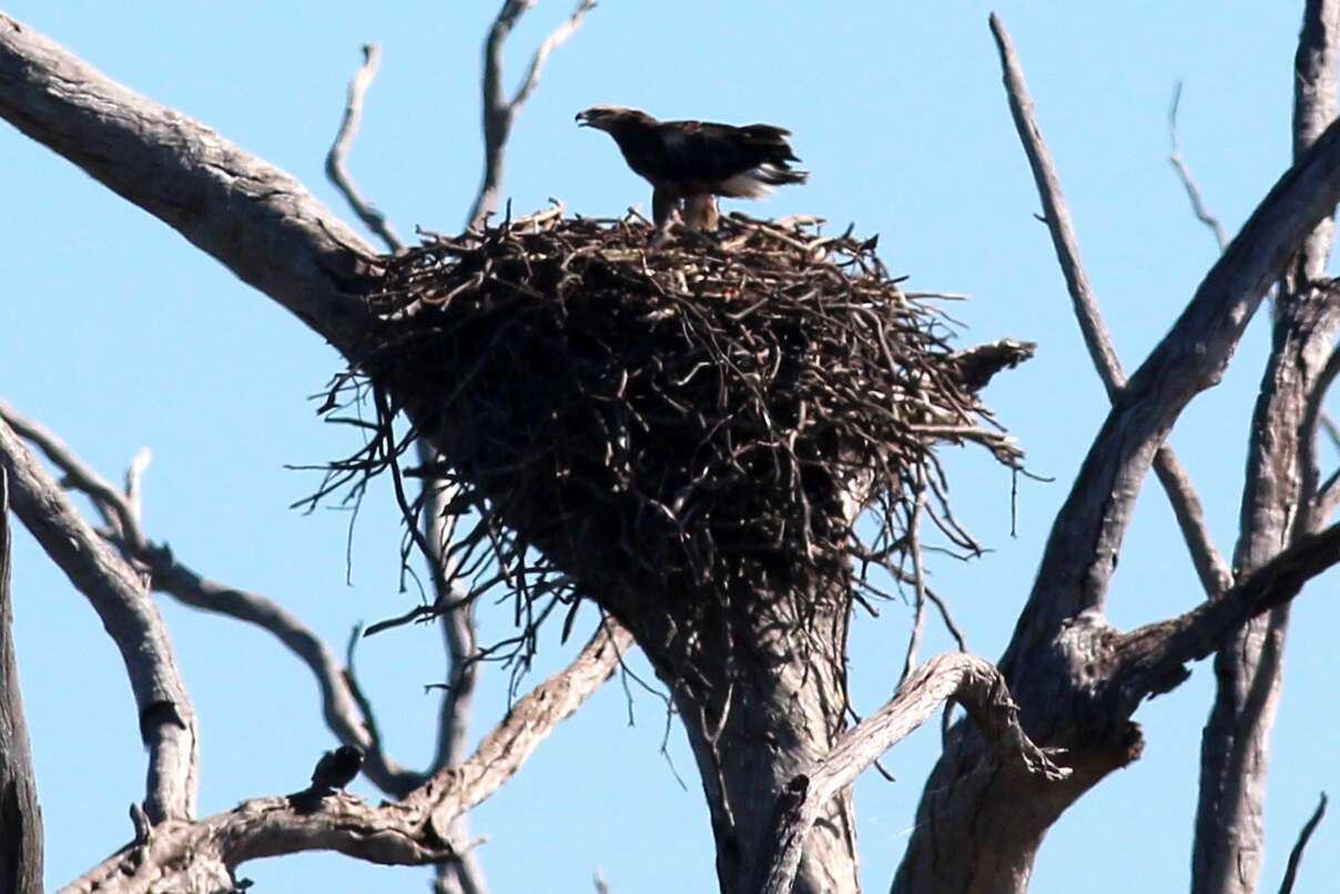 Image of Sea eagles