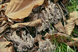 Image of Clavulinaceae