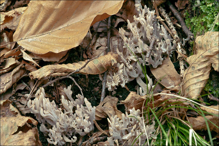 Image de Clavulinaceae