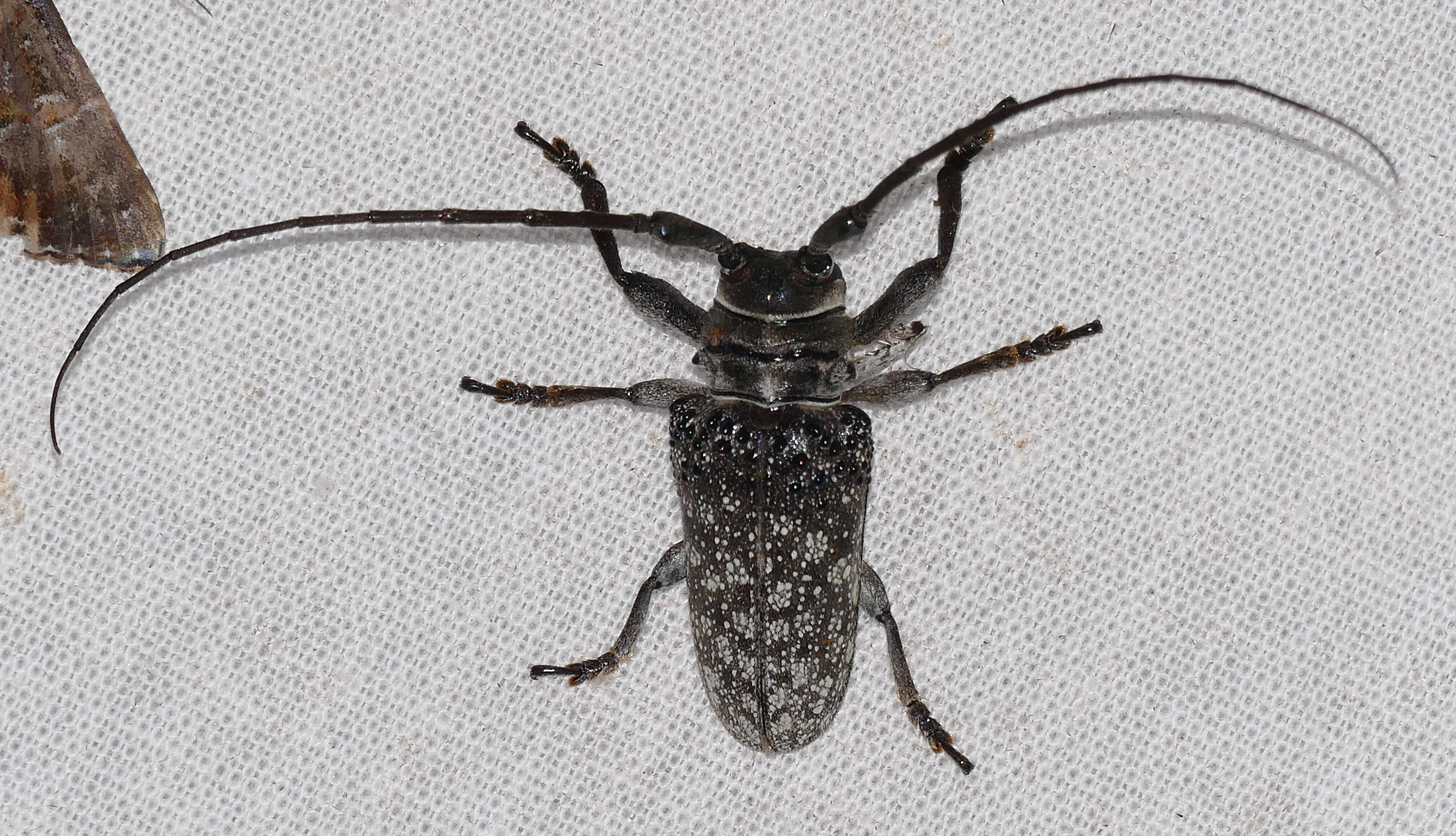 Image of Twig Girdling Beetles