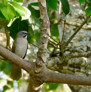 Image of Buff-throated Saltator