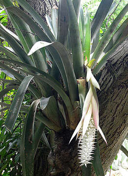 Aechmea mcvaughii L. B. Sm.的圖片