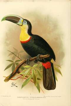 Image of Toucan Sp.