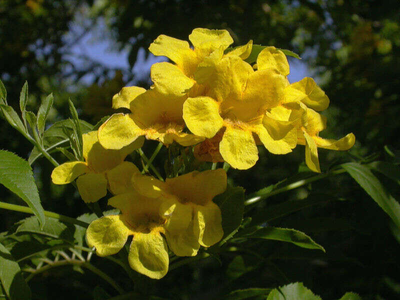 Image of Yellow bells