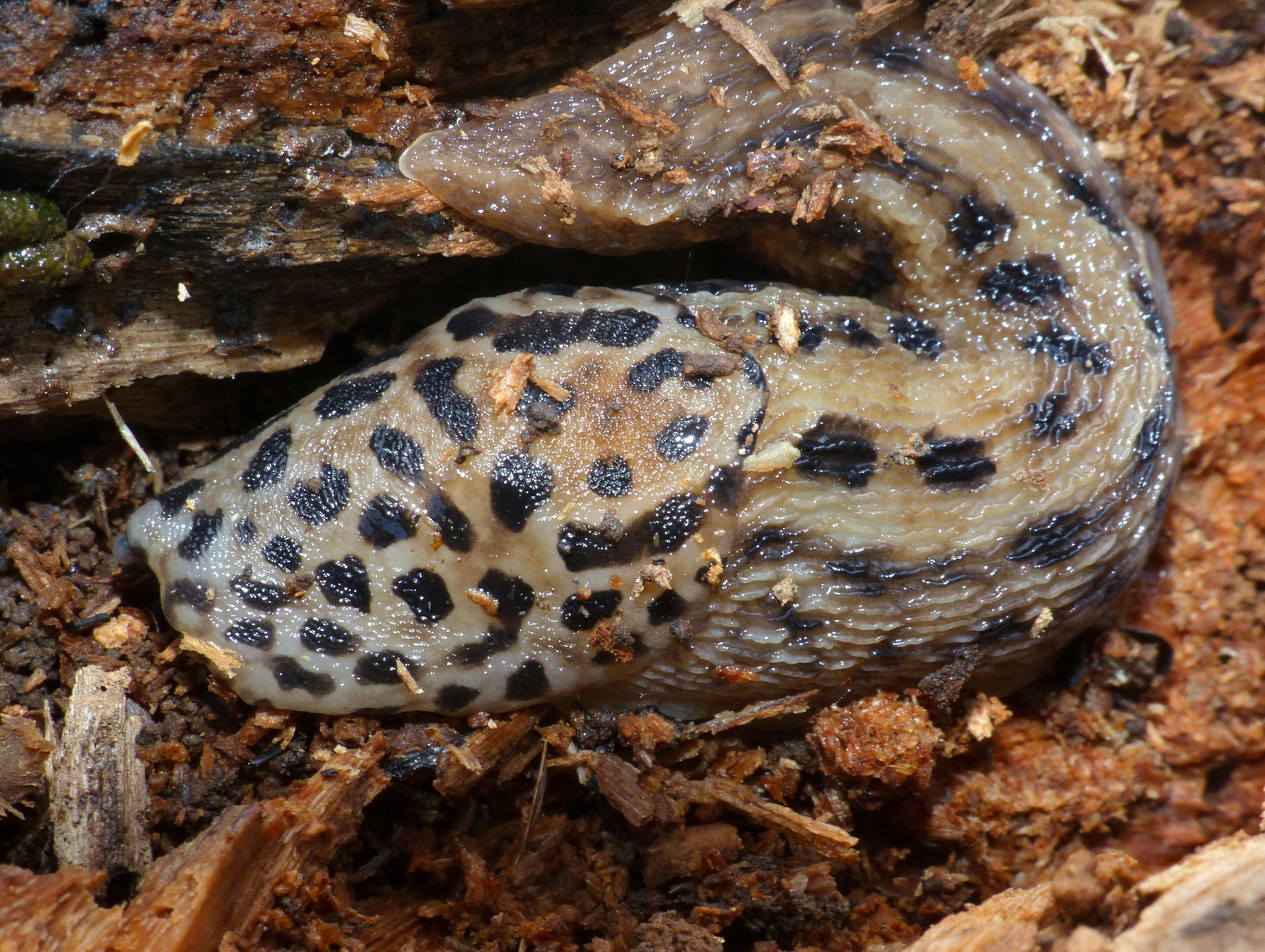 Limax Linnaeus 1758 resmi