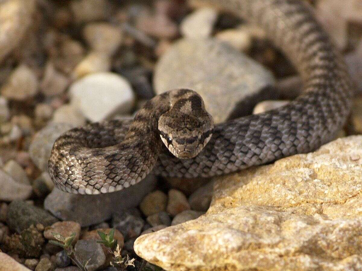 Image of Grass snakes