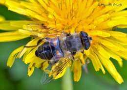 Image of Eristalis