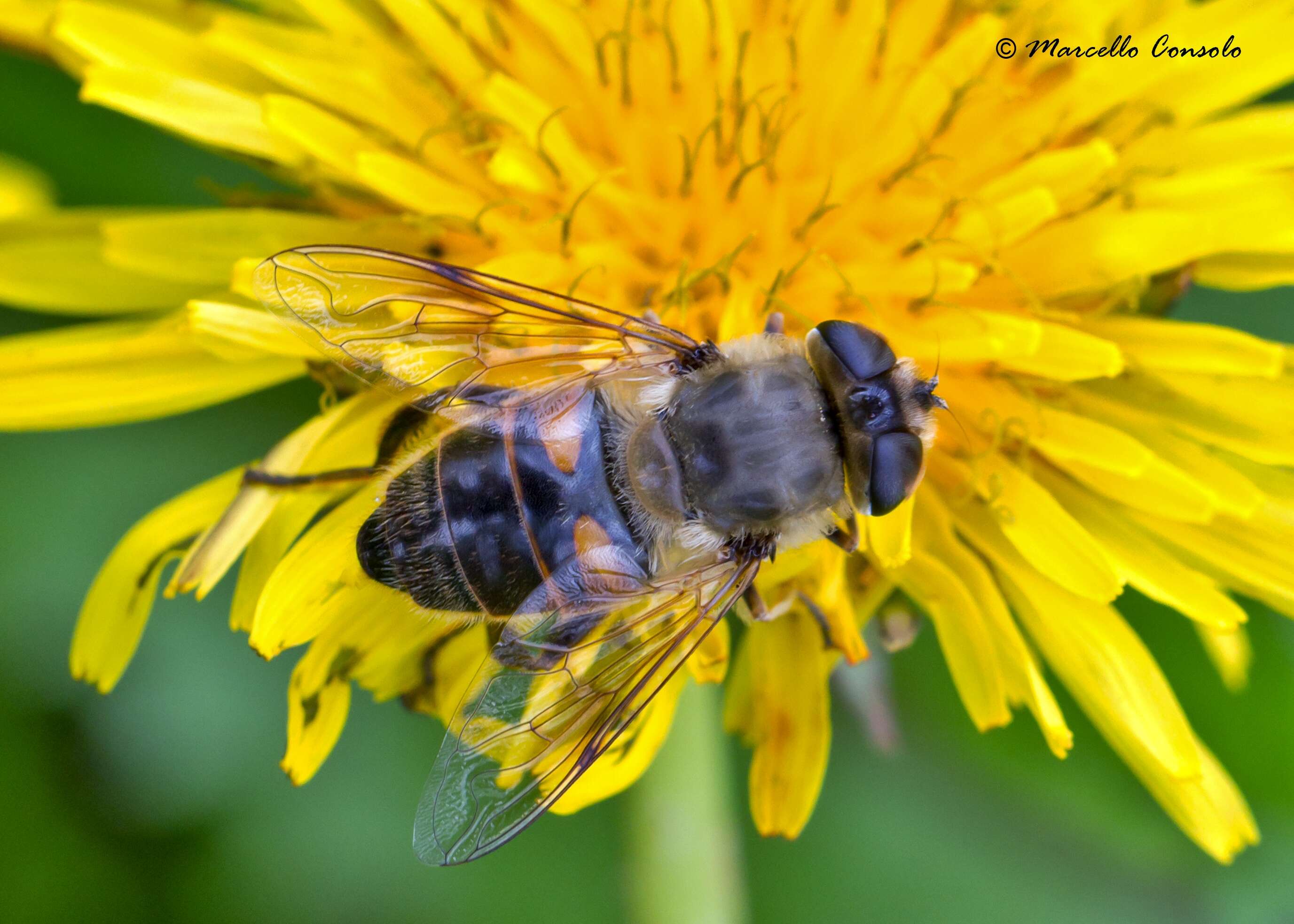 Image of Eristalis