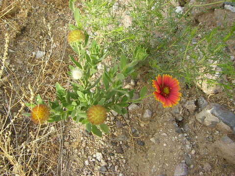 Image of firewheel