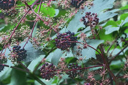 Image of California spikenard