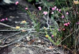 Image of Australian Native Rose