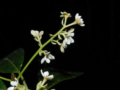 Image of Pleurothyrium golfodulcense W. Burger & N. Zamora