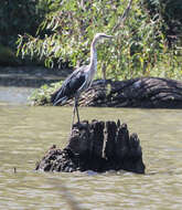 Image of Pacific Heron