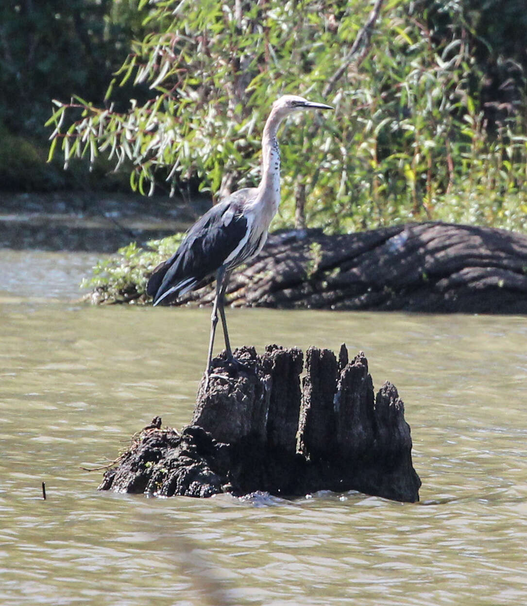 Image of Pacific Heron