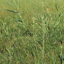 Image of Silene multiflora (Ehrh.) Pers.