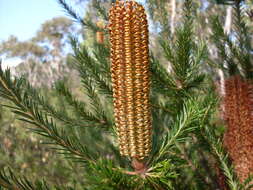 Image of banksia