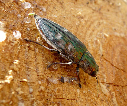 Image of Flatheaded Pine Borer