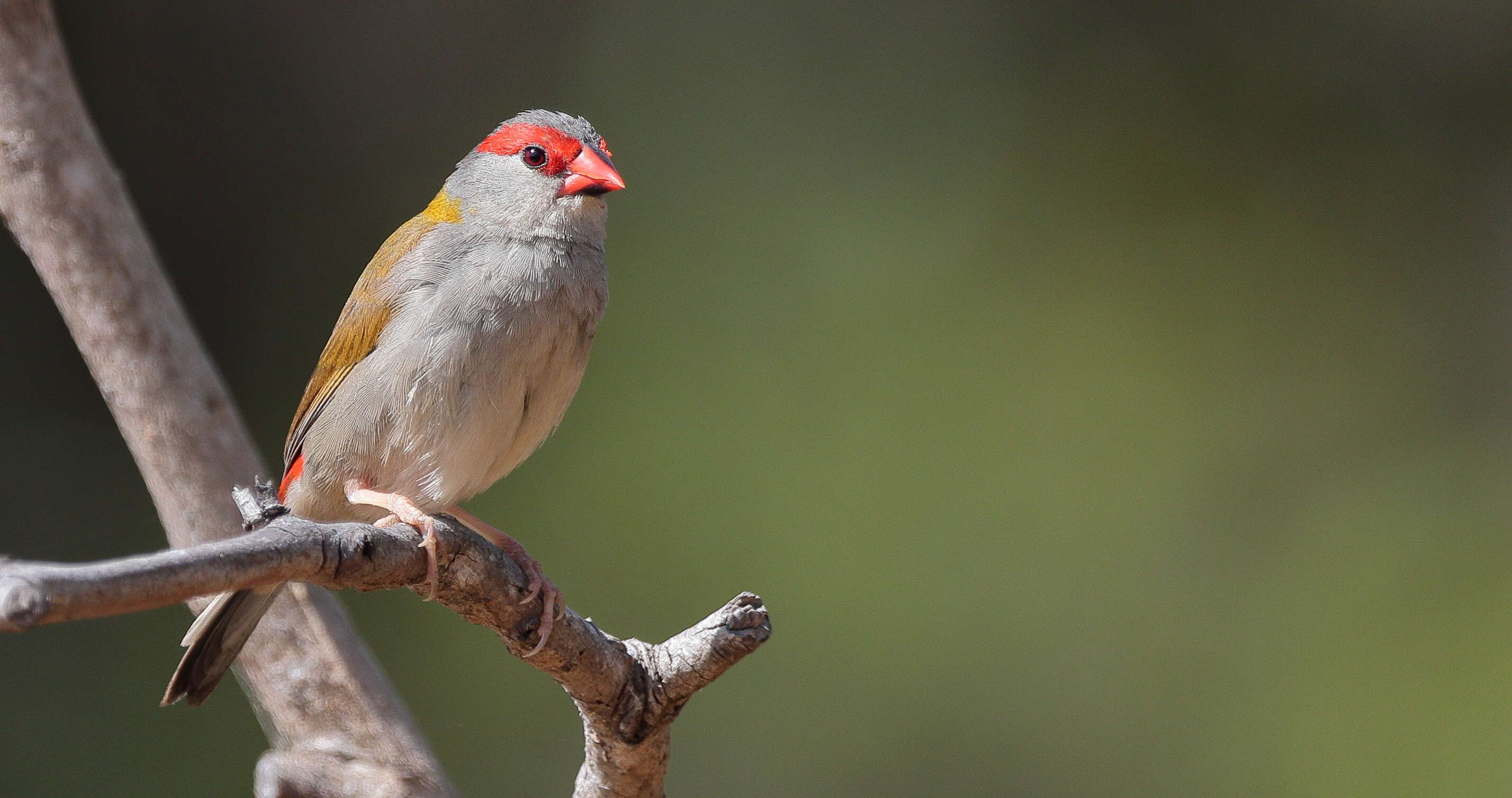 Image of Red-browed Finch