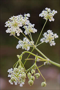 Imagem de Anthriscus sylvestris (L.) Hoffm.