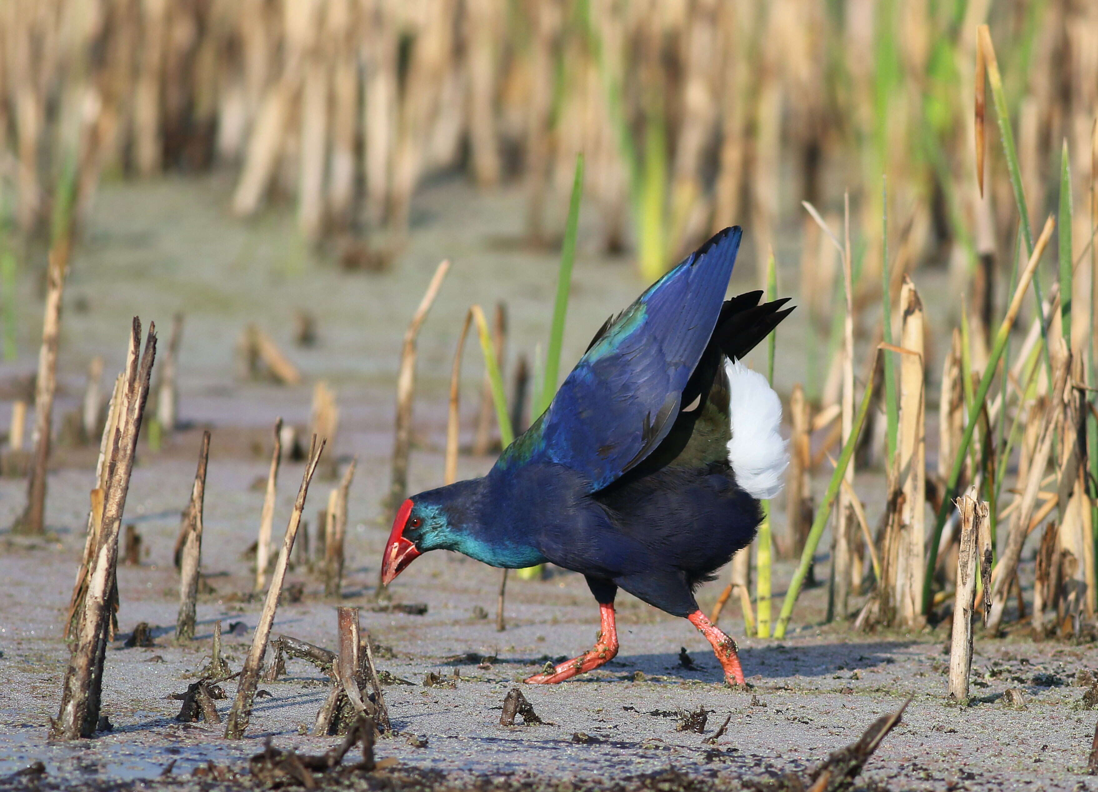 Image of Swamphen