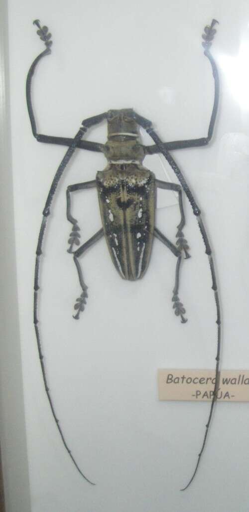 Image of white longhorn beetles