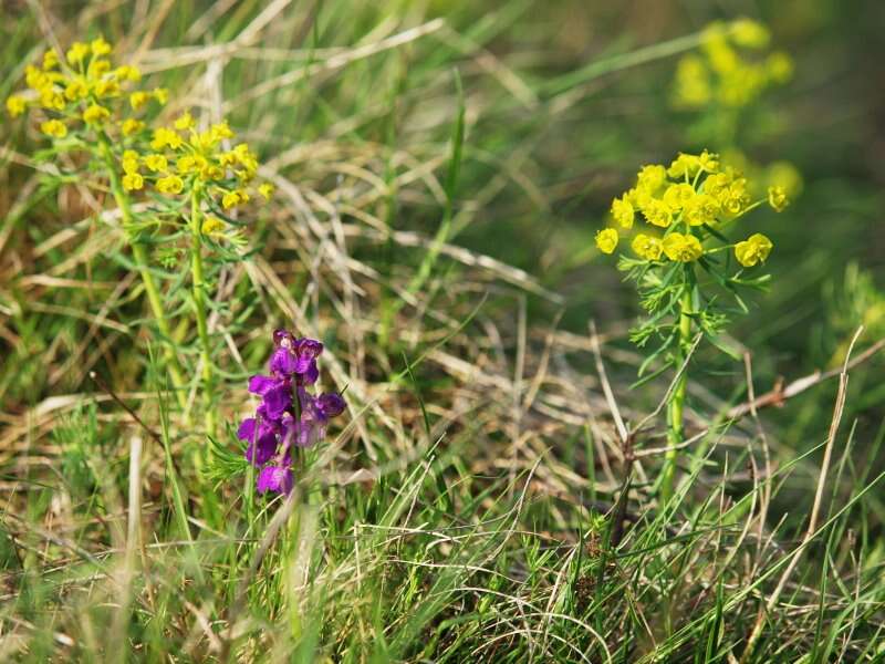 Слика од Euphorbia cyparissias L.