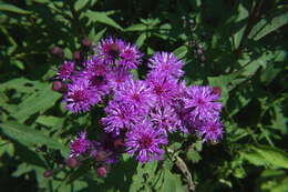 Image of ironweed