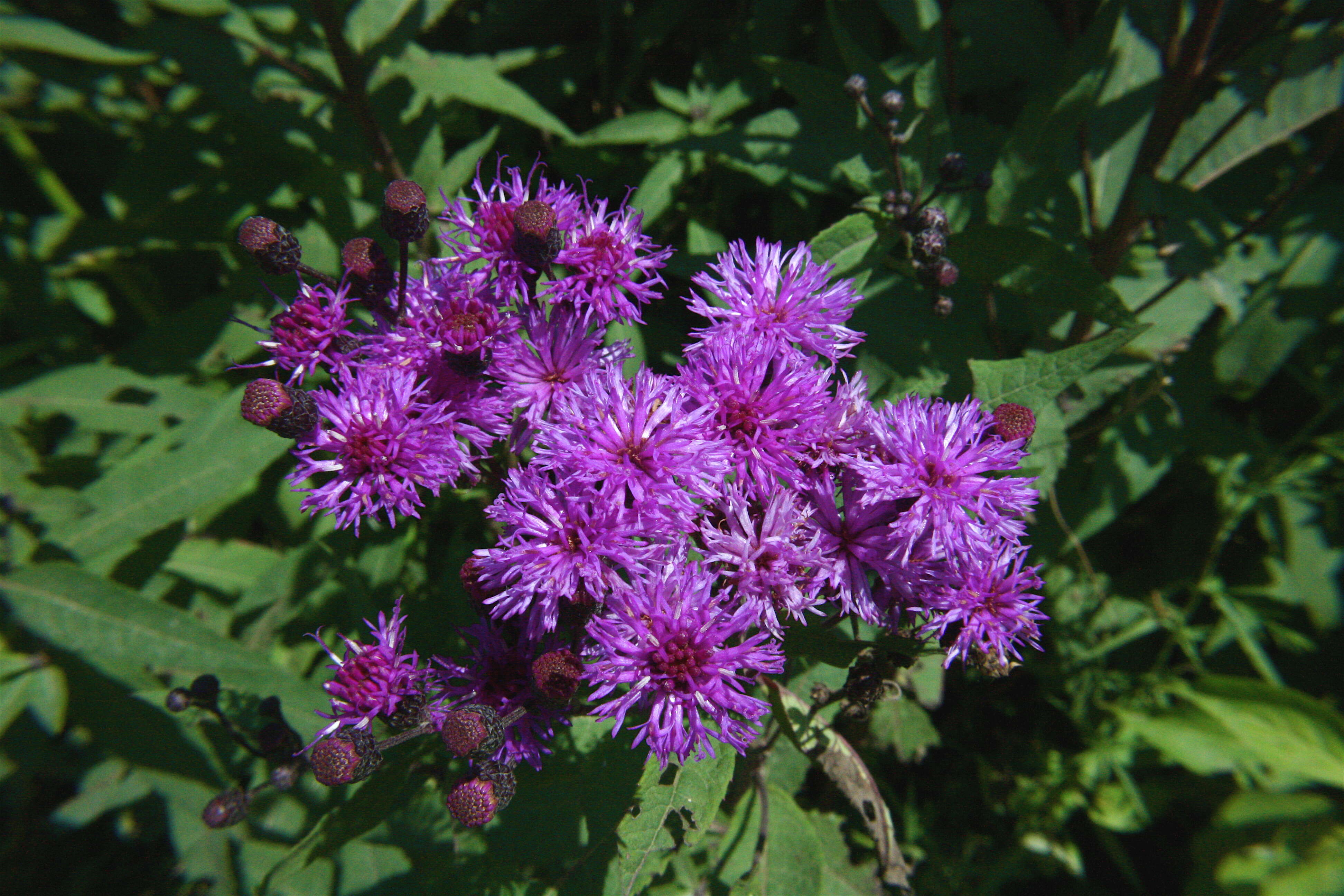 Image of ironweed