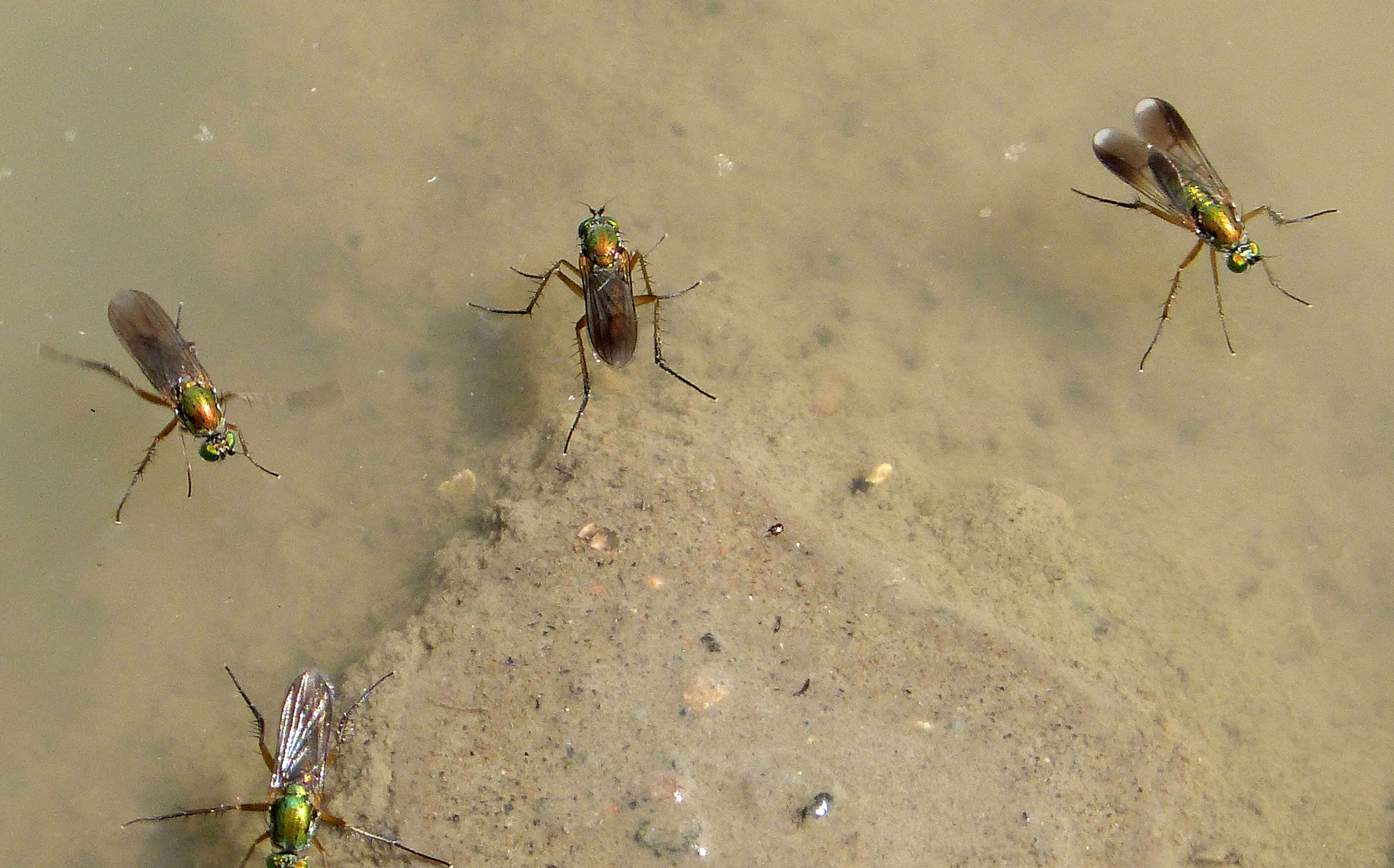 Image of Poecilobothrus