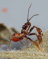 Image de Apiomerus montanus Berniker & Szerlip ex Berniker et al. 2011